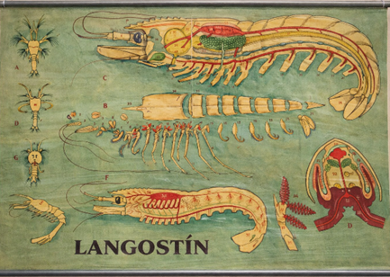 Lámina: El Langostino
