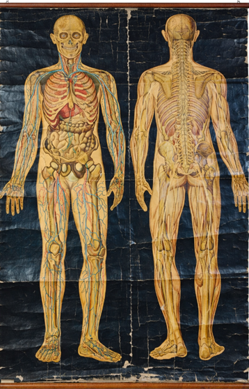 Lámina: Anatomía Humana